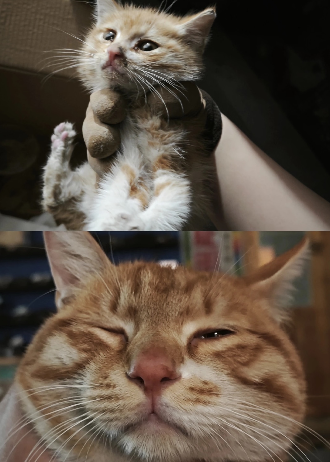 Lulu ahora Leo - Gato antes y después de la adopción