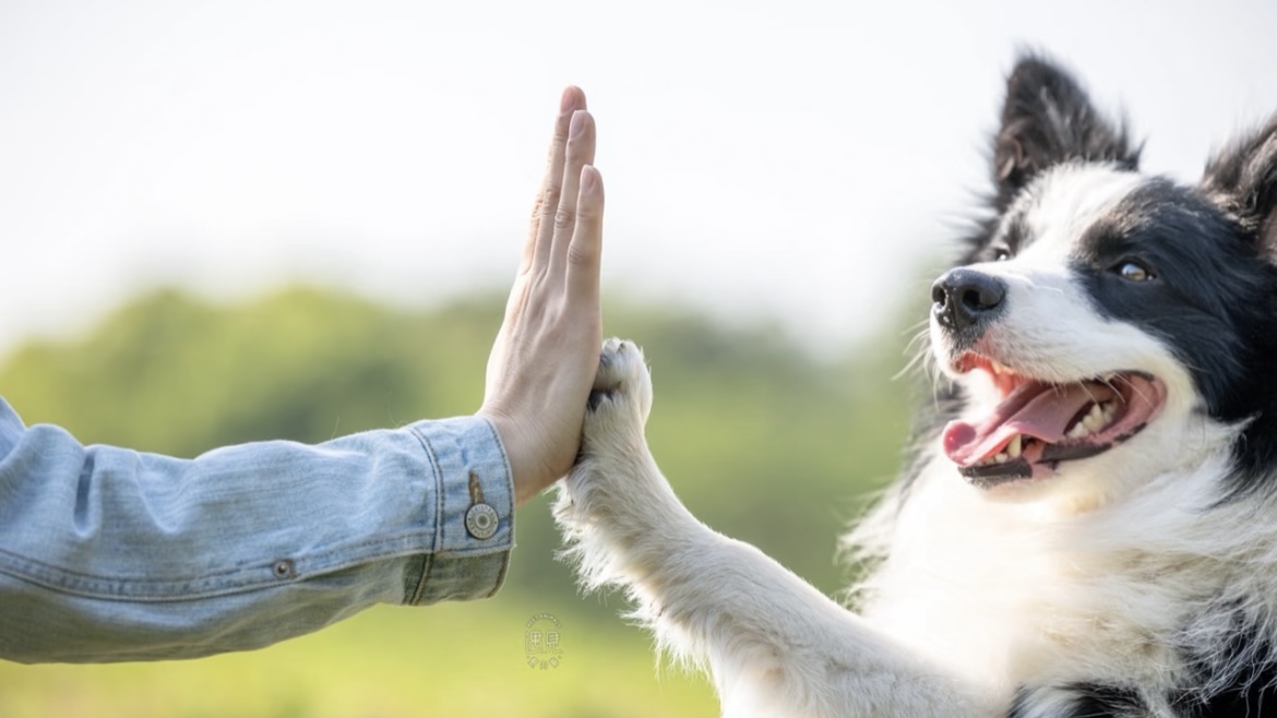 dog and human clap