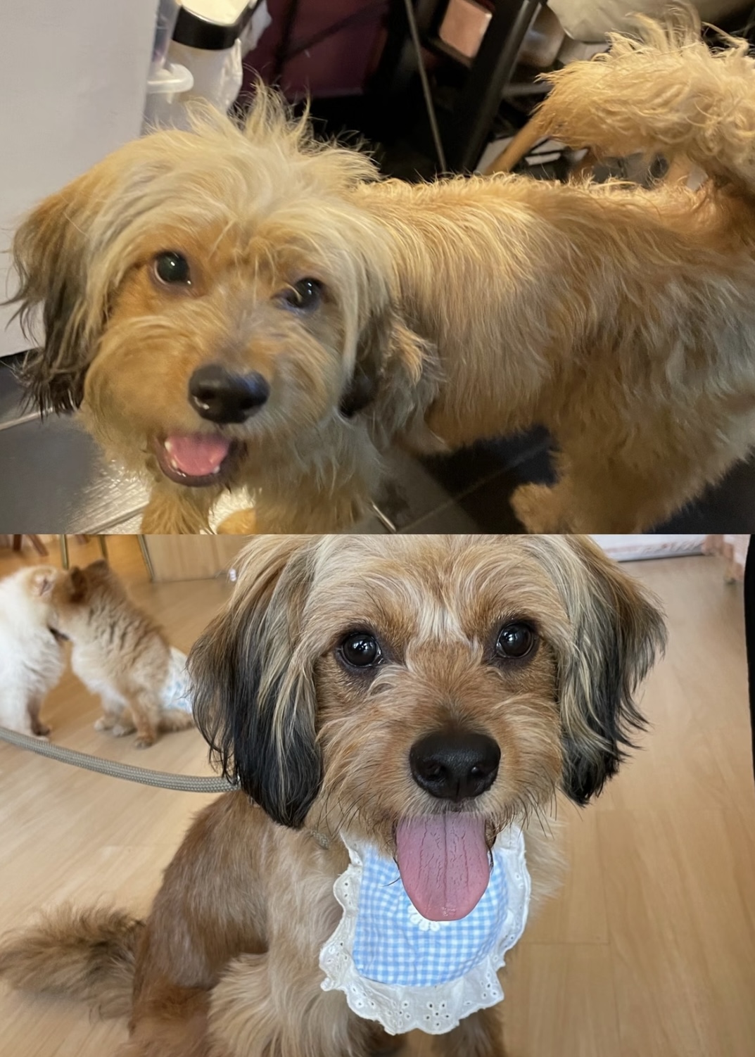 Bombo ahora Tutu - Perro antes y después de la adopción