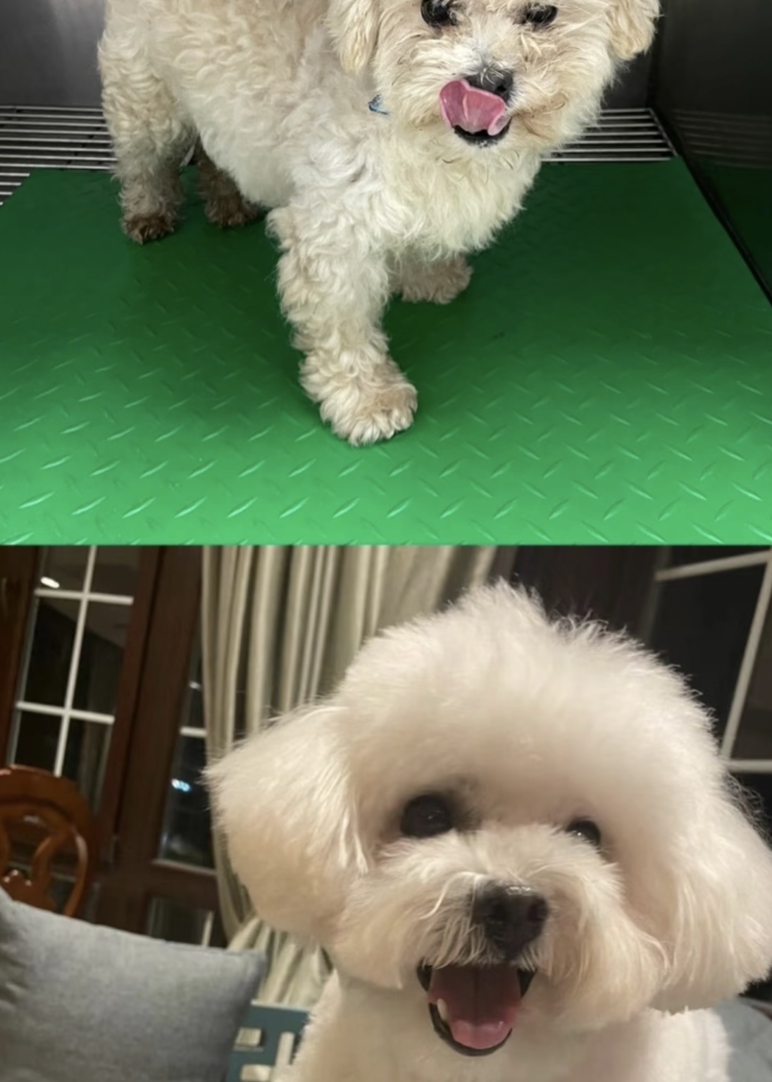 Lucky - Perro antes y después de la adopción